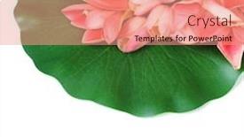  Presentation with water lily - Presentation theme having water-lily-leaves background and a coral colored foreground