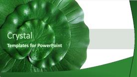  Presentation with water lily - PPT theme featuring water-lily-leaves background and a forest green colored foreground