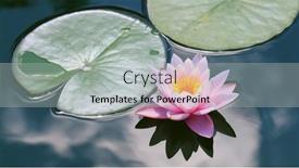  Presentation with alkaloids - PPT theme with water-lily-nymphaea-alba background and a light gray colored foreground
