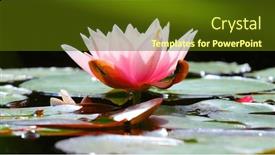  Presentation with water lily - Theme enhanced with water-lily-nymphaea-alba background and a  colored foreground