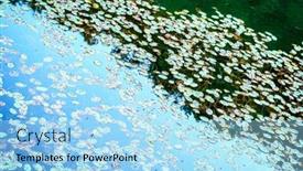  Presentation with kentucky - PPT layouts featuring water-lily-plants-in-eagle background and a light blue colored foreground