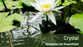  Presentation with lily lotus flower water - Slides enhanced with water lily water flower water background and a tawny brown colored foreground