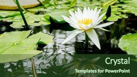  Presentation with lily lotus flower water - Beautiful slides featuring water lily water flower water backdrop and a tawny brown colored foreground