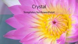  Presentation with water lily - Audience pleasing slides consisting of water lily backdrop and a lilac colored foreground