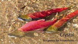  Presentation with water river - Theme featuring water live - colorful spawning salmon swimming background and a coral colored foreground