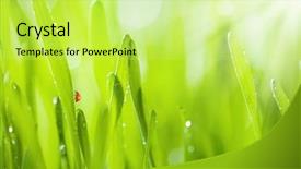  Presentation with fresh water - Beautiful presentation theme featuring water low depth of focus backdrop and a yellow colored foreground