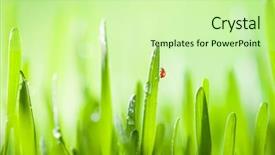  Presentation with fresh water - Theme enhanced with water low depth of focus background and a soft green colored foreground