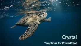  Presentation with marine life - Presentation theme featuring water marine life underwater fauna background and a navy blue colored foreground