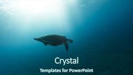  Presentation with flora fauna - Beautiful presentation featuring water marine life underwater fauna backdrop and a ocean colored foreground