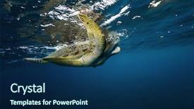  Presentation with dark blue - Presentation theme with water marine life underwater fauna background and a navy blue colored foreground