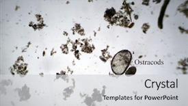  Presentation with ostracod - Colorful PPT theme enhanced with water microscopic life single cell backdrop and a light gray colored foreground