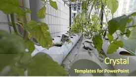  Presentation with water pipe - Cool new slide deck with water pipe farm of tomato backdrop and a tawny brown colored foreground