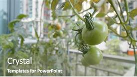  Presentation with water pipe - Slides having water pipe farm of tomato background and a violet colored foreground