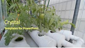  Presentation with water technology - Presentation design consisting of water pipe farm of tomato background and a tawny brown colored foreground