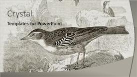  Presentation with water - Colorful PPT theme enhanced with water-pipit-old-illustration-anthus backdrop and a light gray colored foreground