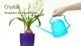  Presentation with purple lotus flowers blooming - Colorful PPT theme enhanced with water plant - beautiful white hyacinth in purple backdrop and a cream colored foreground