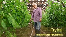  Presentation with agriculture greenhouse - Colorful PPT theme enhanced with water plant - farming gardening agriculture and people backdrop and a tawny brown colored foreground