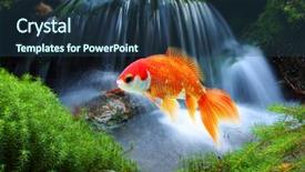  Presentation with goldfish - Slides consisting of water pollution free - jumping goldfish in tropical paradise background and a  colored foreground