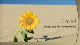  Presentation with survival - Colorful PPT theme enhanced with water preacious - survival backdrop and a coral colored foreground