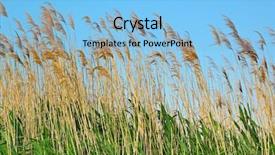  Presentation with sky - PPT theme enhanced with water reed - bulrush on background sky background and a light blue colored foreground