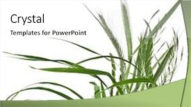  Presentation with bunch - Colorful slide deck enhanced with water reed - bunch of green grass isolated backdrop and a white colored foreground