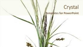  Presentation with bunch - Colorful theme enhanced with water reed - bunch of mix green grass backdrop and a cream colored foreground