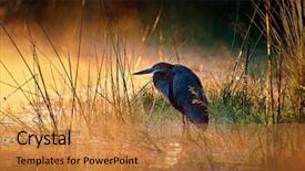  Presentation with sunrise - Cool new PPT theme with water reed - goliath heron ardea goliath backdrop and a gold colored foreground