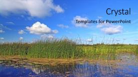  Presentation with marsh - Slide set consisting of water reed - marsh herb background and a light blue colored foreground
