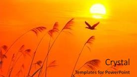  Presentation with bird - Presentation enhanced with water reed - sunset with a flighting bird background and a gray colored foreground