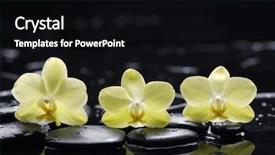  Presentation with water life - Cool new presentation theme with water rock - still life with pebbles backdrop and a  colored foreground