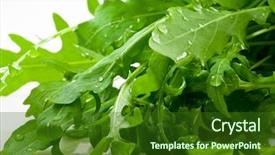  Presentation with tea leaves fresh green leaf - Slide deck consisting of water rocket - fresh arugula leaves close-up background and a  colored foreground
