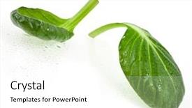  Presentation with green leaves - Beautiful slide set featuring water rocket - fresh green leaves spinach backdrop and a white colored foreground