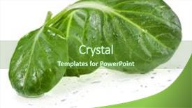  Presentation with tea leaves fresh green leaf - PPT layouts enhanced with water rocket - fresh green leaves spinach background and a tawny brown colored foreground
