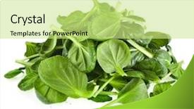  Presentation with tea leaves fresh green leaf - PPT layouts having water rocket - fresh green leaves spinach background and a soft green colored foreground