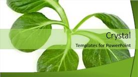  Presentation with tea leaves fresh green leaf - Cool new slides with water rocket - fresh green leaves spinach backdrop and a yellow colored foreground