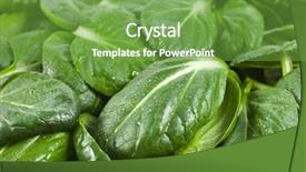  Presentation with tea leaves fresh green leaf - Cool new theme with water rocket - fresh green leaves spinach backdrop and a seafoam green colored foreground