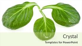  Presentation with tea leaves fresh green leaf - PPT theme consisting of water rocket - fresh green leaves spinach background and a yellow colored foreground