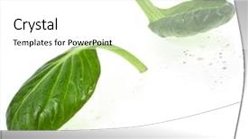  Presentation with tea leaves fresh green leaf - PPT theme enhanced with water rocket - fresh green leaves spinach background and a white colored foreground