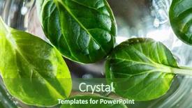  Presentation with salad - Presentation theme enhanced with water rocket - fresh salad leaves background and a  colored foreground