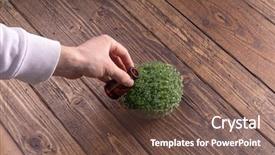  Presentation with biology - Slide deck featuring water rocket - male hand watering microgreens background and a tawny brown colored foreground