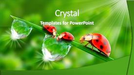  Presentation with ladybugs - Amazing presentation theme having water save - ladybugs drinking fresh morning dew backdrop and a shamrock green colored foreground