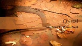  Presentation with water - Audience pleasing slide deck consisting of water-snake-nerodia-sipendon-basking backdrop and a gold colored foreground