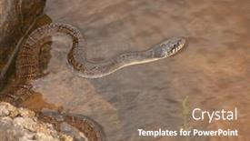  Presentation with waiting - Slide deck enhanced with water-snake-waiting-for-prey background and a coral colored foreground