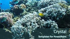  Presentation with sea coral - Theme consisting of water snorkeling in red sea background and a  colored foreground