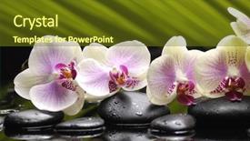  Presentation with palm - PPT theme having water spa - set of orchid and black background and a tawny brown colored foreground