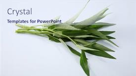  Presentation with spanish - Slide deck having water-spanish-or-kang-kong background and a sky blue colored foreground