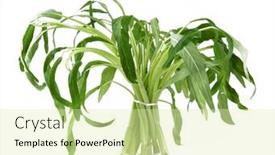  Presentation with spinach - Slide set with water-spinach-an-isolated background and a soft green colored foreground