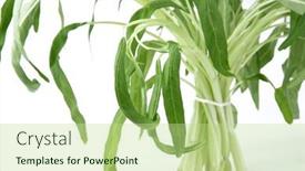  Presentation with spinach - PPT theme consisting of water-spinach-an-isolated background and a mint green colored foreground