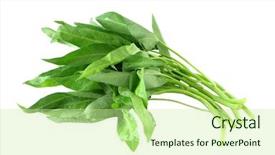  Presentation with spinach - Audience pleasing theme consisting of water spinach isolated on white backdrop and a soft green colored foreground