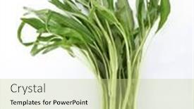  Presentation with spinach - Theme enhanced with water-spinach-isolated-on-white background and a mint green colored foreground